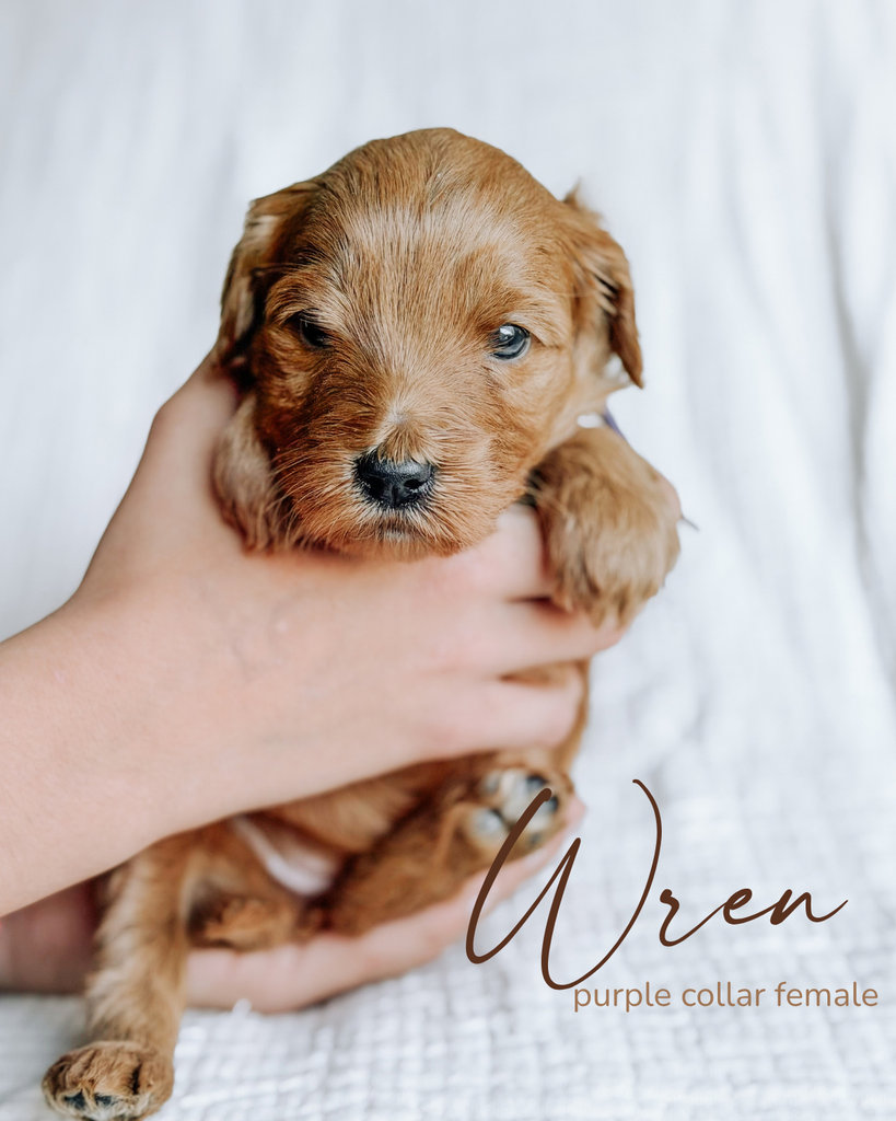 Wren, a 5-week-old Goldendoodle puppy with a purple collar, held gently in two hands at Rad Doods in Chugiak, Alaska
