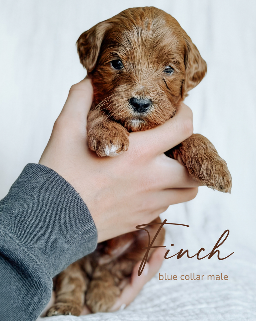 Finch, a 5-week-old Goldendoodle puppy with a blue collar, held gently in two hands at Rad Doods in Chugiak, Alaska