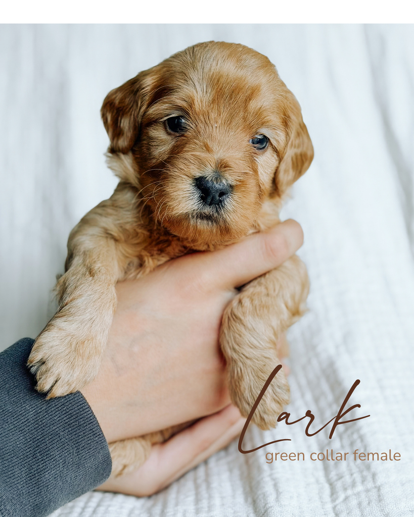 Lark, a 5-week-old Goldendoodle puppy with a green collar, held gently in two hands at Rad Doods in Chugiak, Alaska