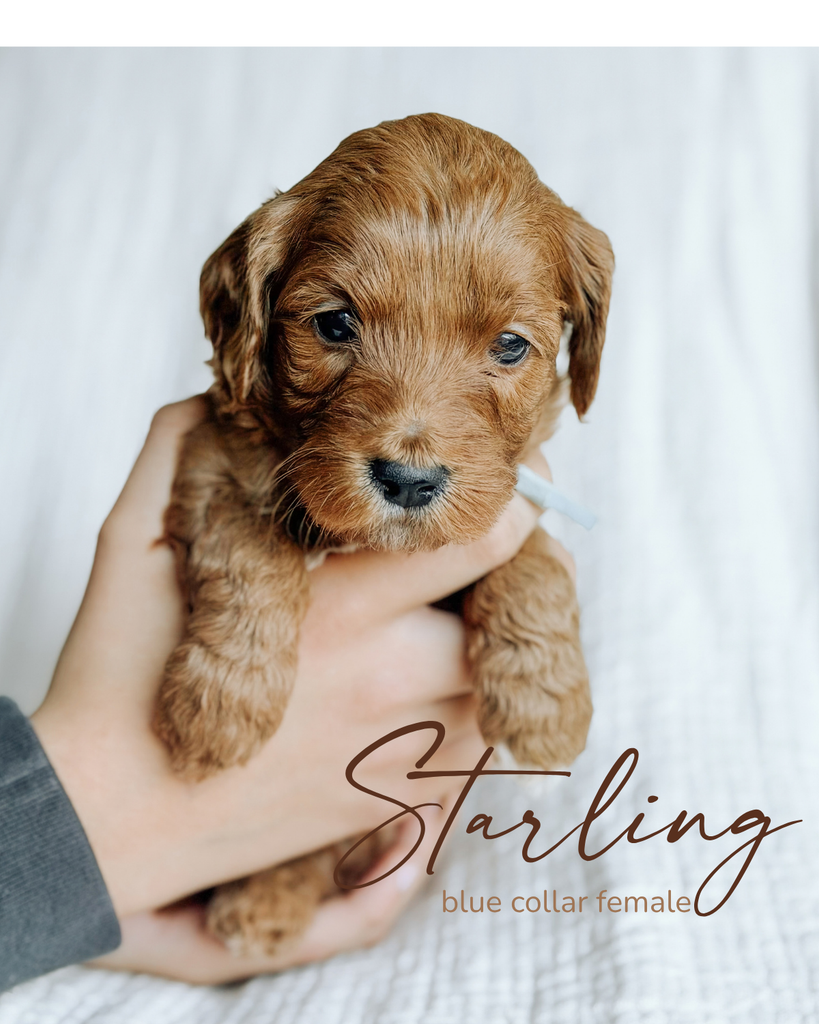 Starling, a 5-week-old Goldendoodle puppy with a blue collar, held gently in two hands at Rad Doods in Chugiak, Alaska