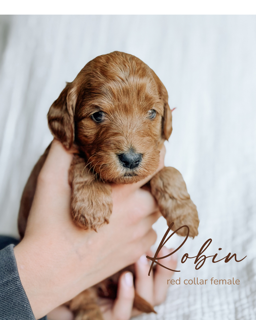 Robin, a 5-week-old Goldendoodle puppy with a red collar, held gently in two hands at Rad Doods in Chugiak, Alaska