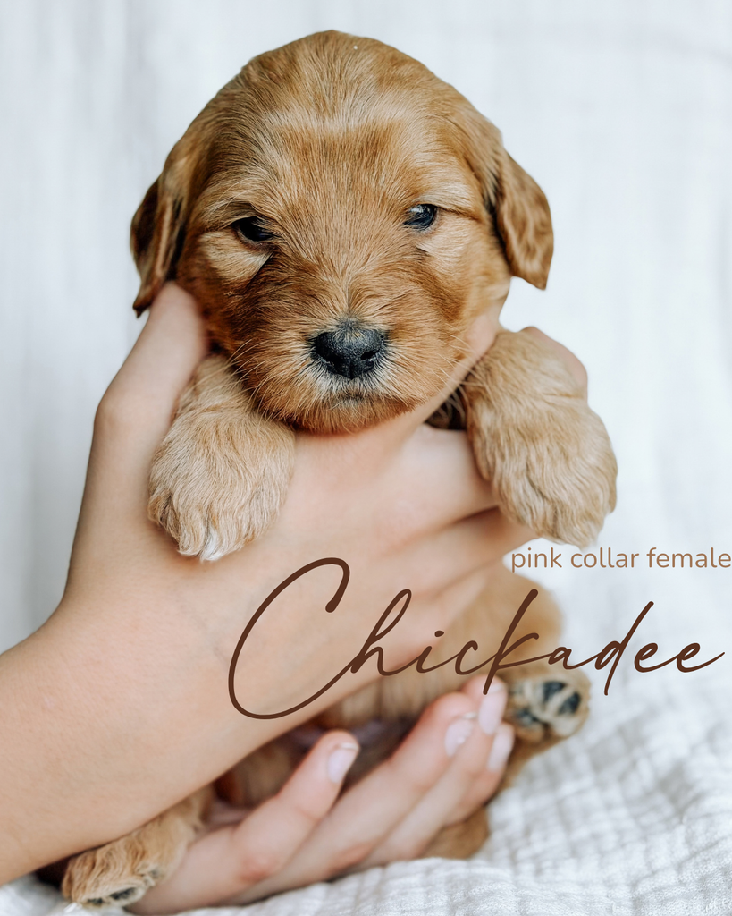 Chickadee, a 5-week-old Goldendoodle puppy with a pink collar, held gently in two hands at Rad Doods in Chugiak, Alaska