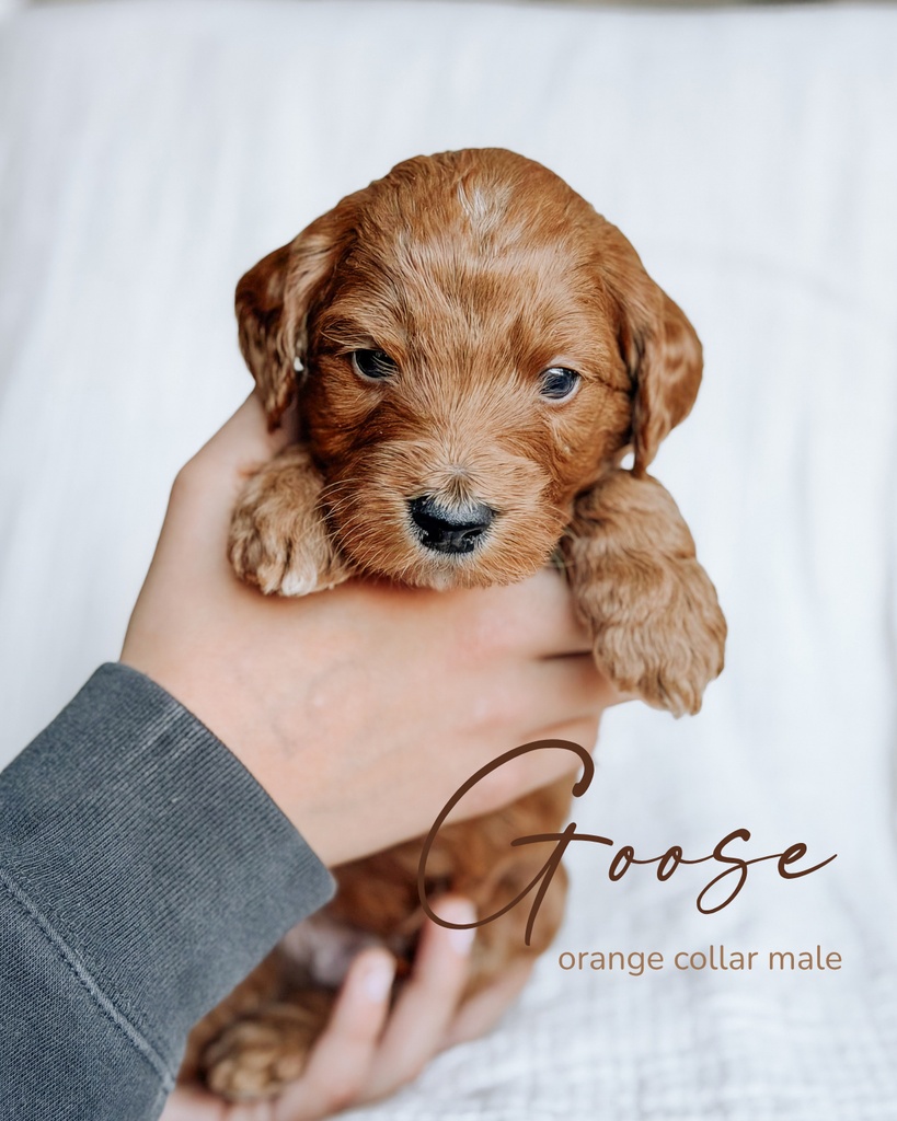 Goose, a 5-week-old Goldendoodle puppy with an orange collar, held gently in two hands at Rad Doods in Chugiak, Alaska