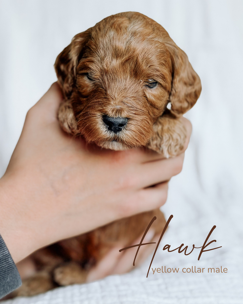 Hawk, a 5-week-old Goldendoodle puppy with a yellow collar, held gently in two hands at Rad Doods in Chugiak, Alaska