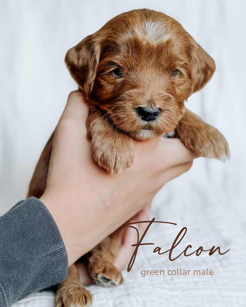 Falcon, a 5-week-old Goldendoodle puppy with a green collar, held gently in two hands at Rad Doods in Chugiak, Alaska