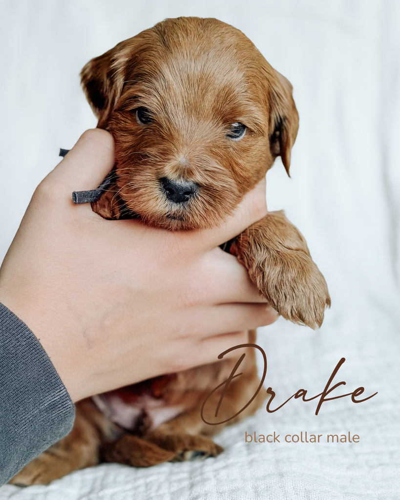 Drake, a 5-week-old Goldendoodle puppy with a black collar, held gently in two hands at Rad Doods in Chugiak, Alaska